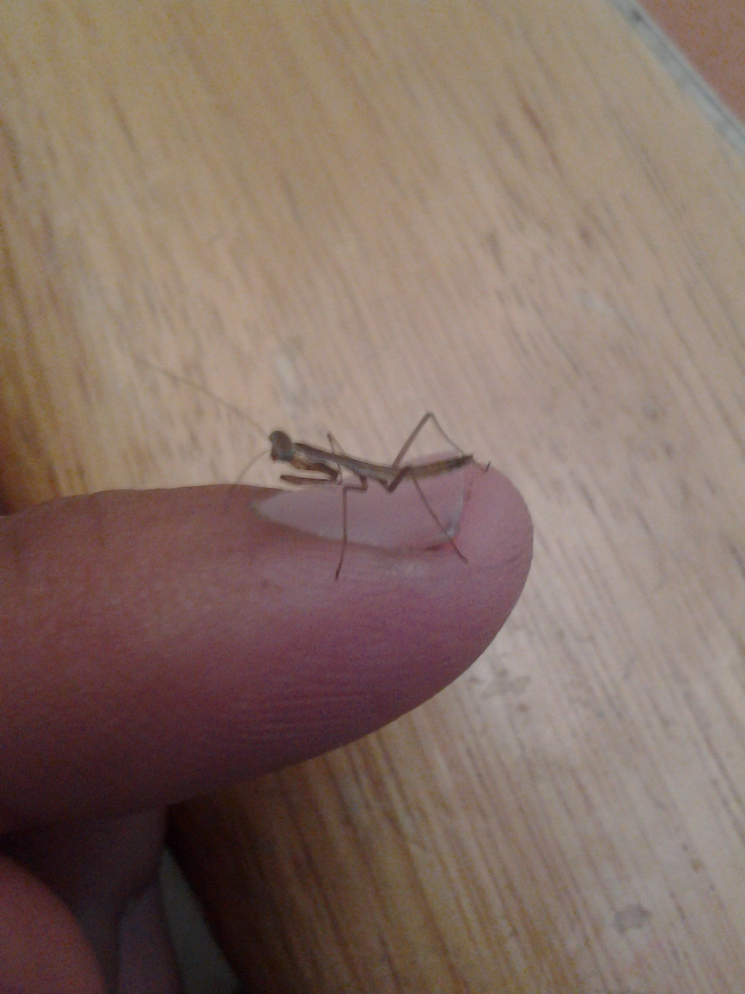 1 Chinese Praying Mantis Ootheca Egg Case (Tenodera sinensis)