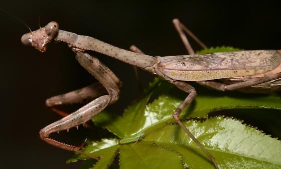 1 Carolina Mantis Ootheca Egg Case (Stagmomantis carolina)