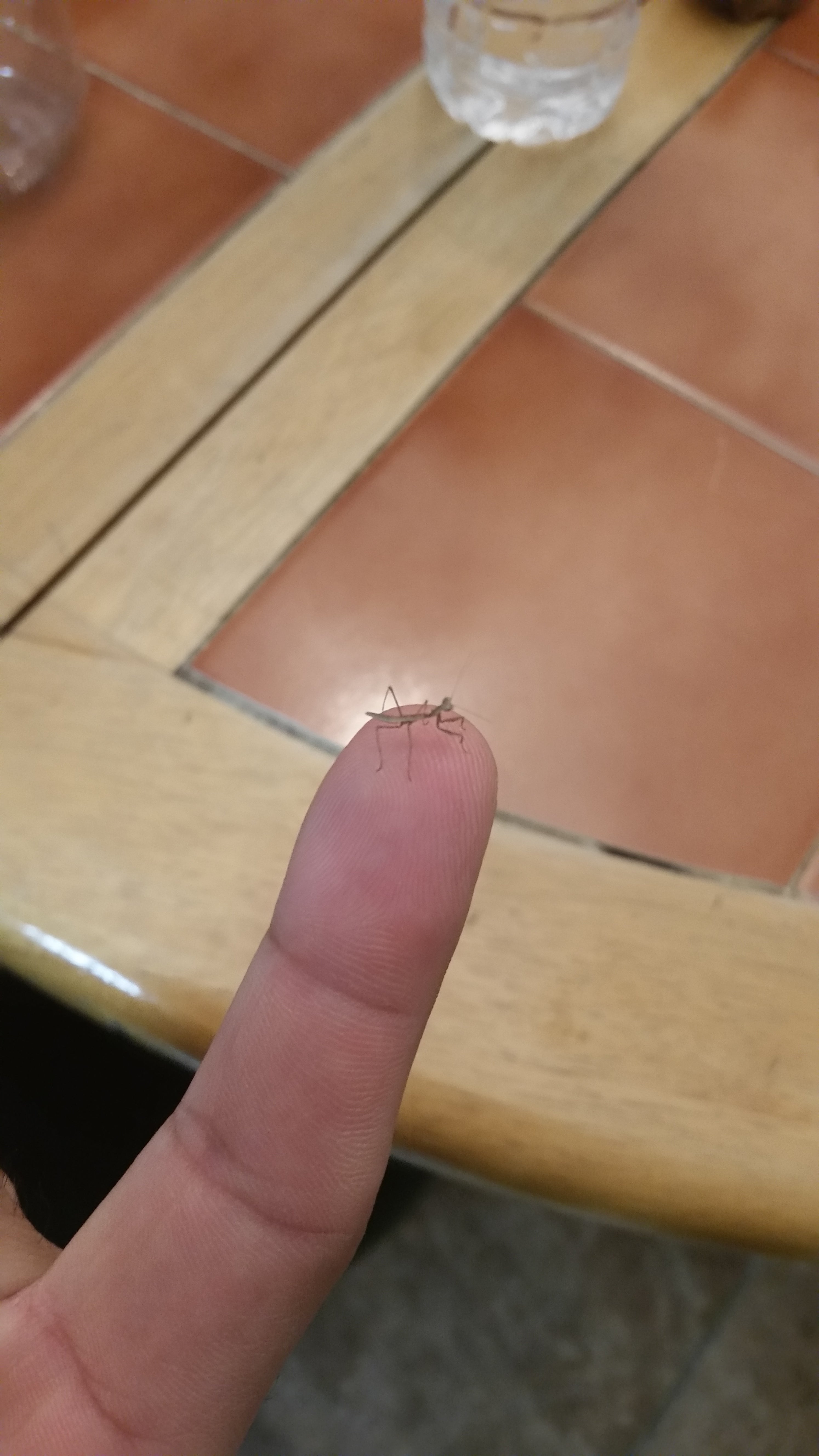 1 Carolina Mantis Ootheca Egg Case (Stagmomantis carolina)