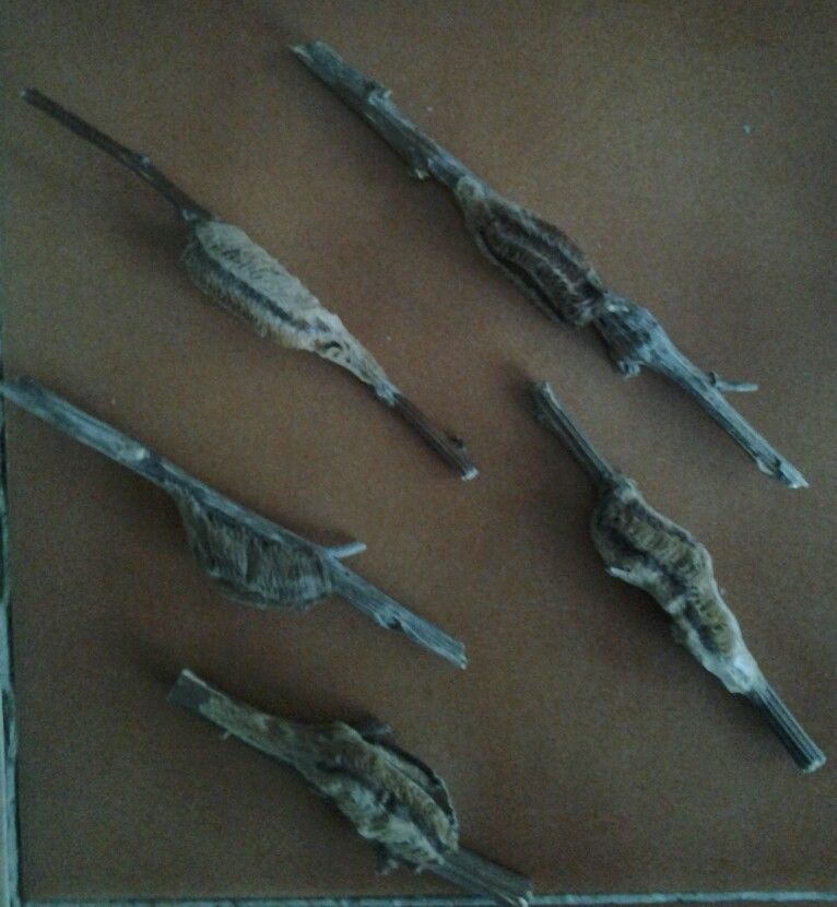 1 Carolina Mantis Ootheca Egg Case (Stagmomantis carolina)