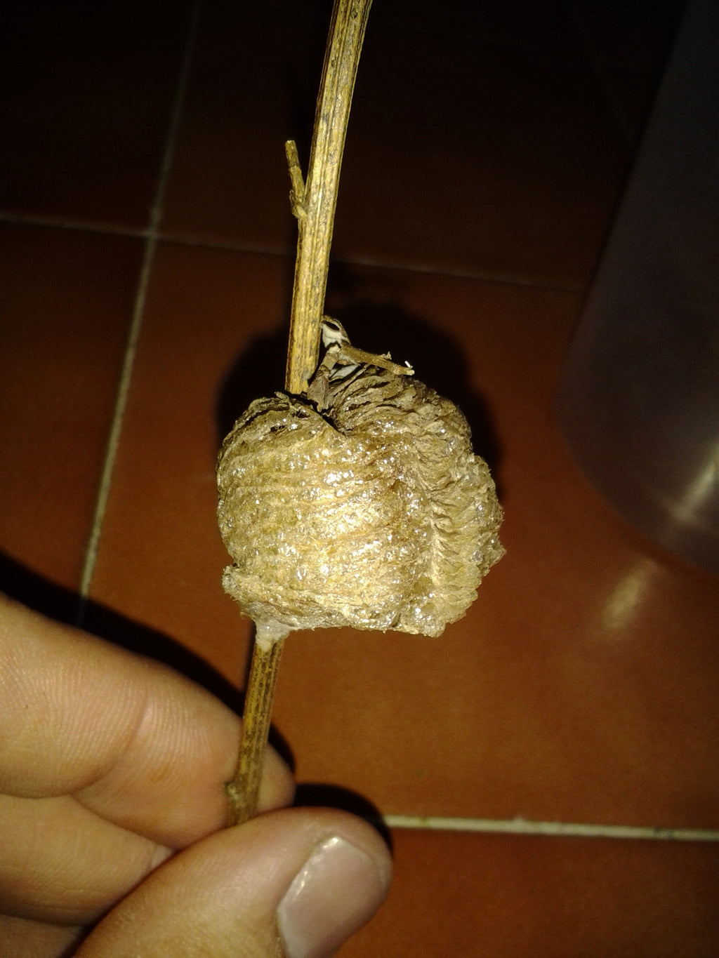 1 Chinese Praying Mantis Ootheca Egg Case (Tenodera sinensis)