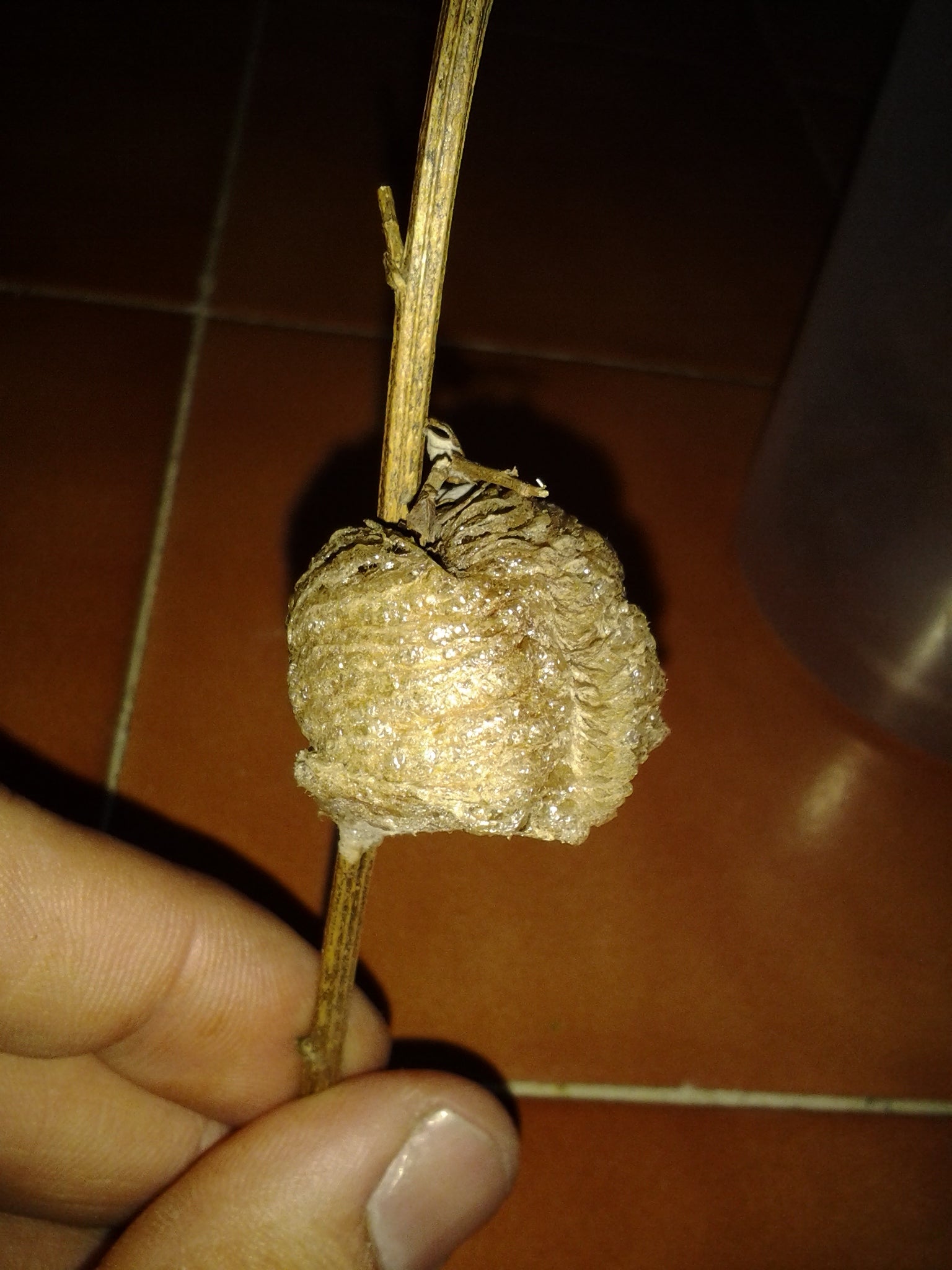 1 Chinese Praying Mantis Ootheca Egg Case (Tenodera sinensis)