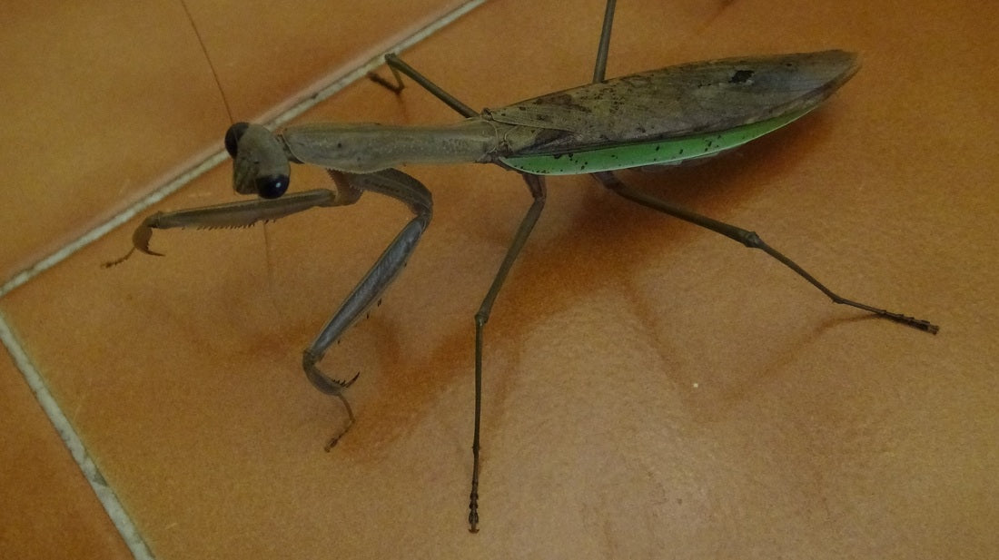 1 Chinese Praying Mantis Ootheca Egg Case (Tenodera sinensis)