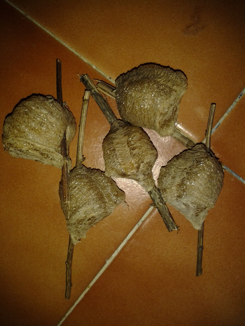 1 Chinese Praying Mantis Ootheca Egg Case (Tenodera sinensis)